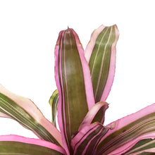 Load image into Gallery viewer, Bromeliad, 6in, Neoregelia Pink Magic

