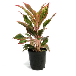 Aglaonema, 5in, Siam Aurora Red