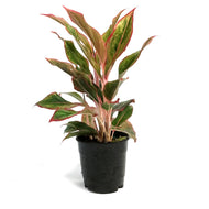 Aglaonema, 5in, Siam Aurora Red
