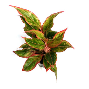 Aglaonema, 5in, Siam Aurora Red