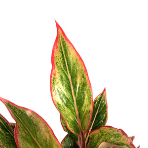 Aglaonema, 5in, Siam Aurora Red