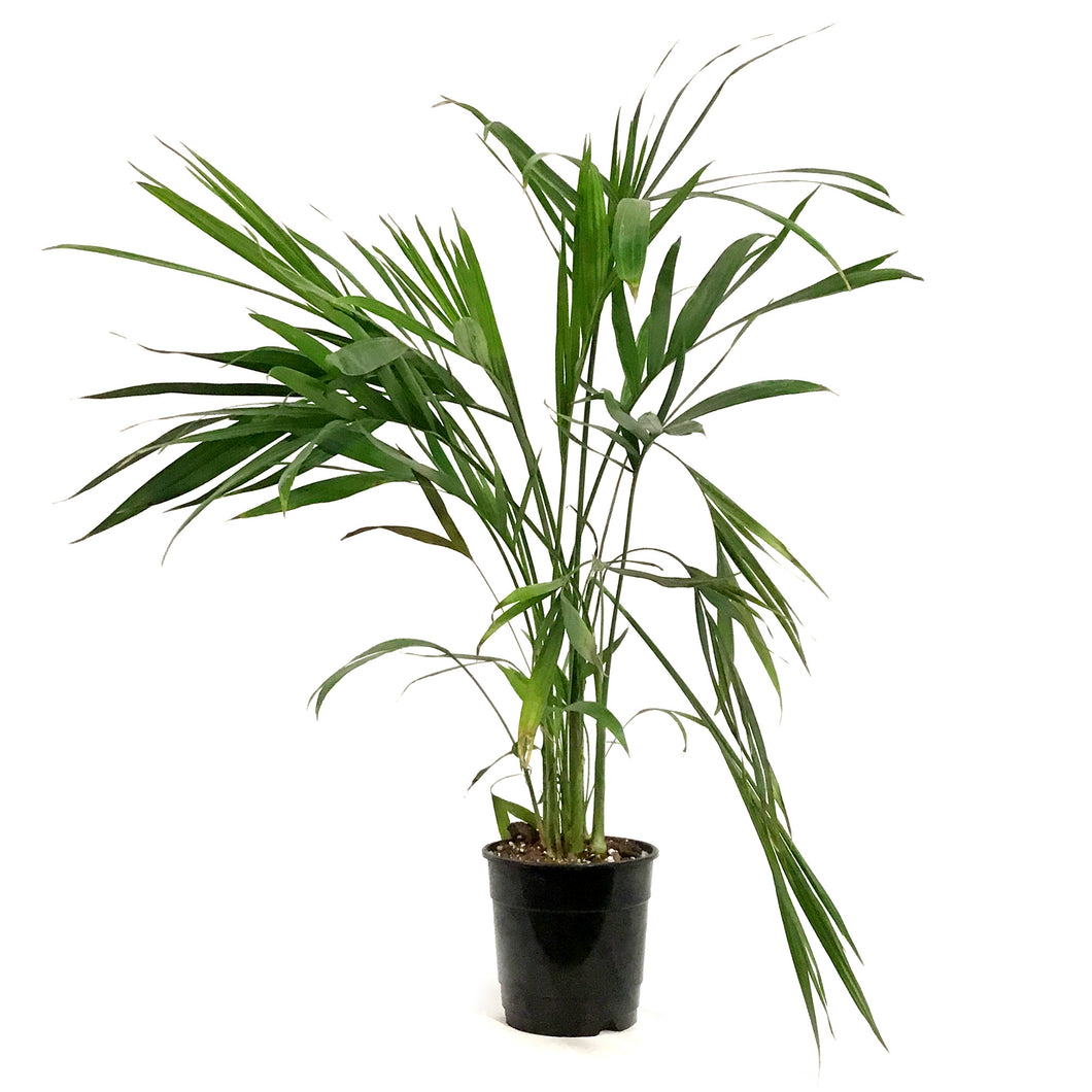 Palm, 5in, Cataractarum