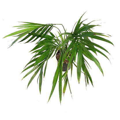Palm, 5in, Cataractarum
