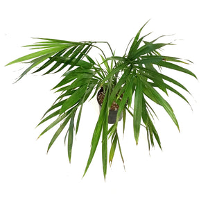 Palm, 5in, Cataractarum