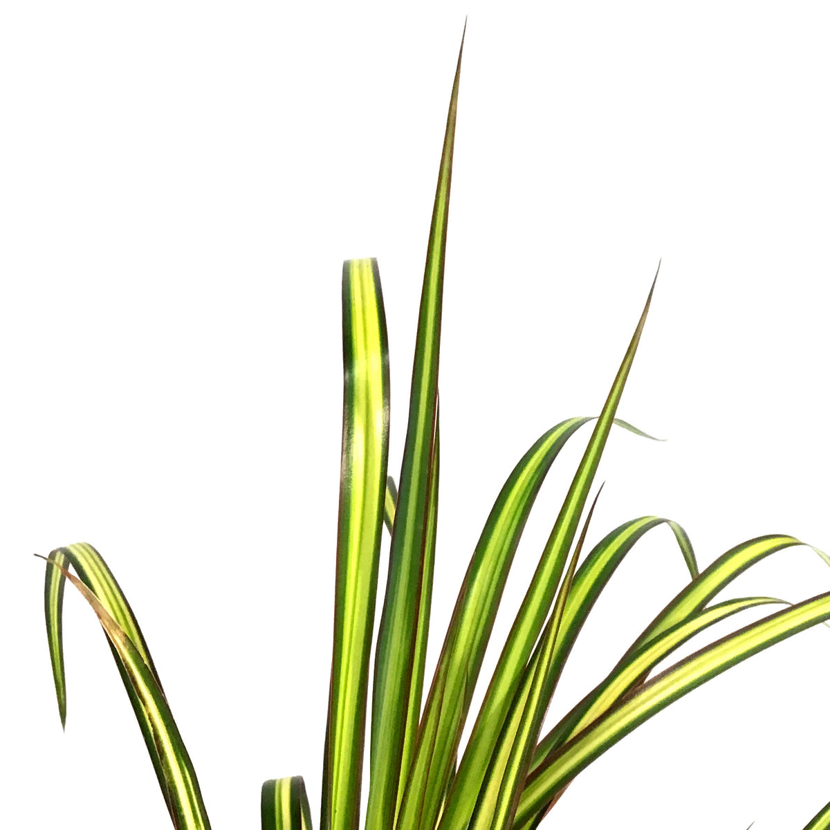 Dracaena, 5in, Kiwi