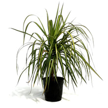 Load image into Gallery viewer, Dracaena, 5in, Kiwi
