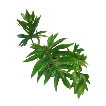 Philodendron, 6in, Tahiti