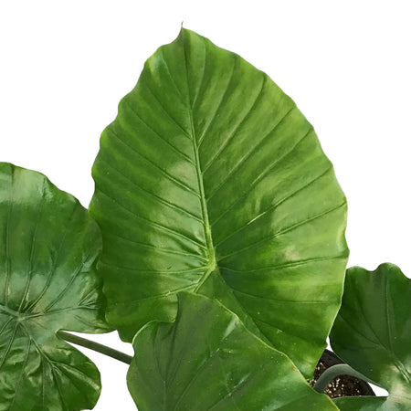 Alocasia, 10in, Odora