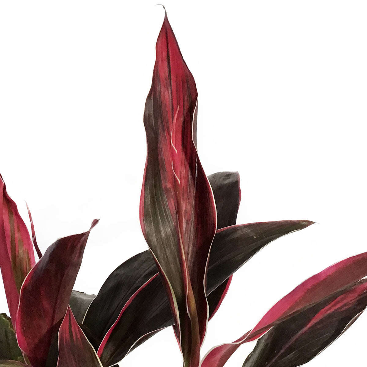 Cordyline, 10in, Golden Edge