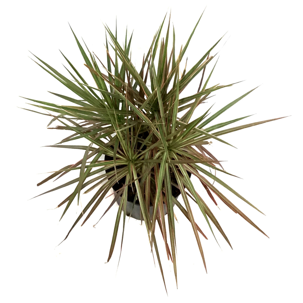Dracaena, 10in, Bicolor Tips