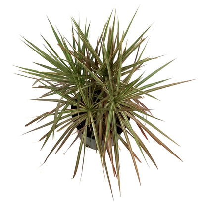 Dracaena, 10in, Bicolor Tips