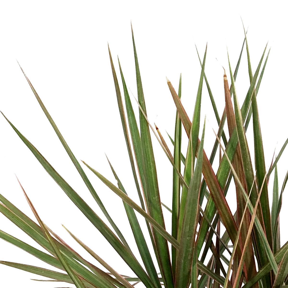 Dracaena, 10in, Bicolor Tips