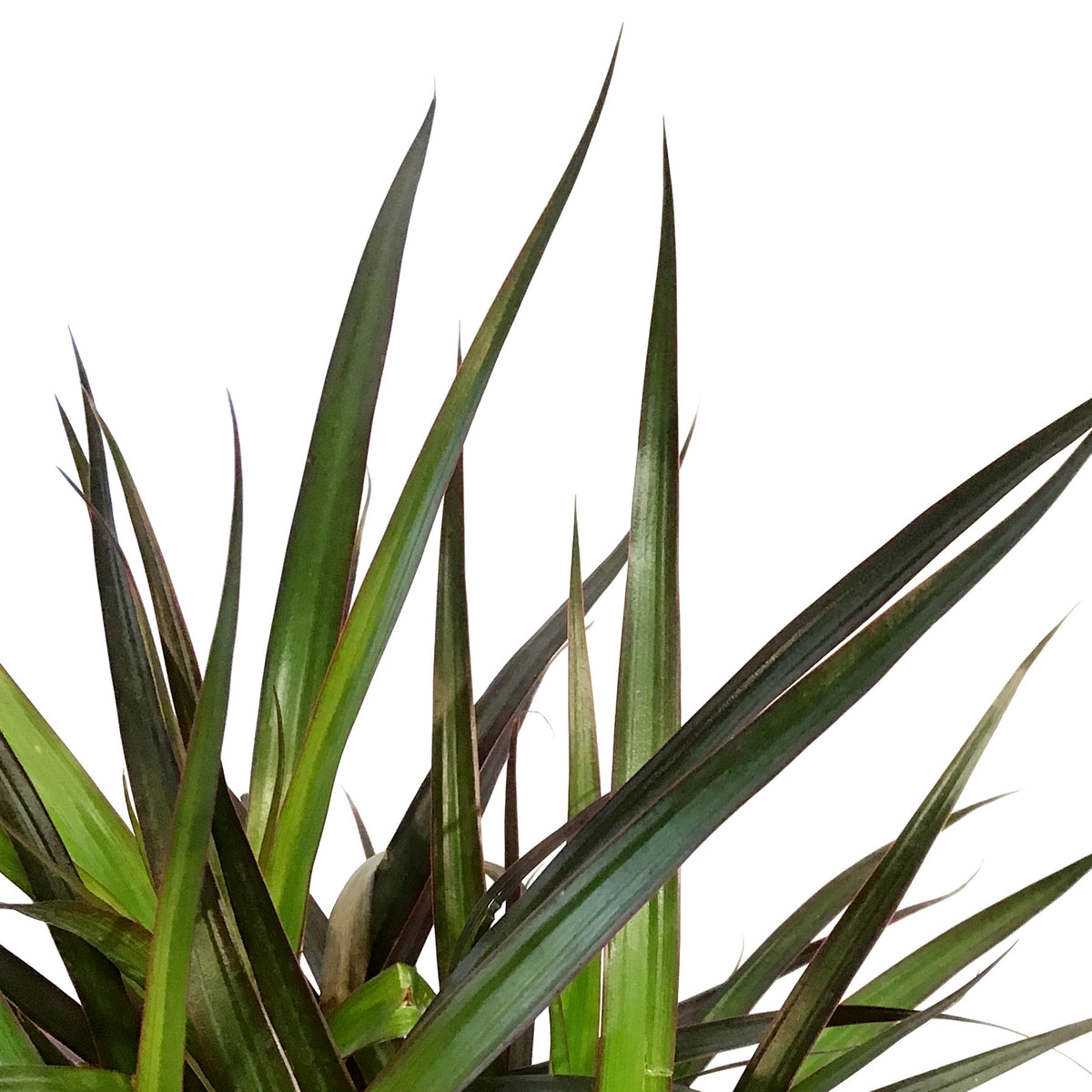 Dracaena, 10in, Magenta Braid