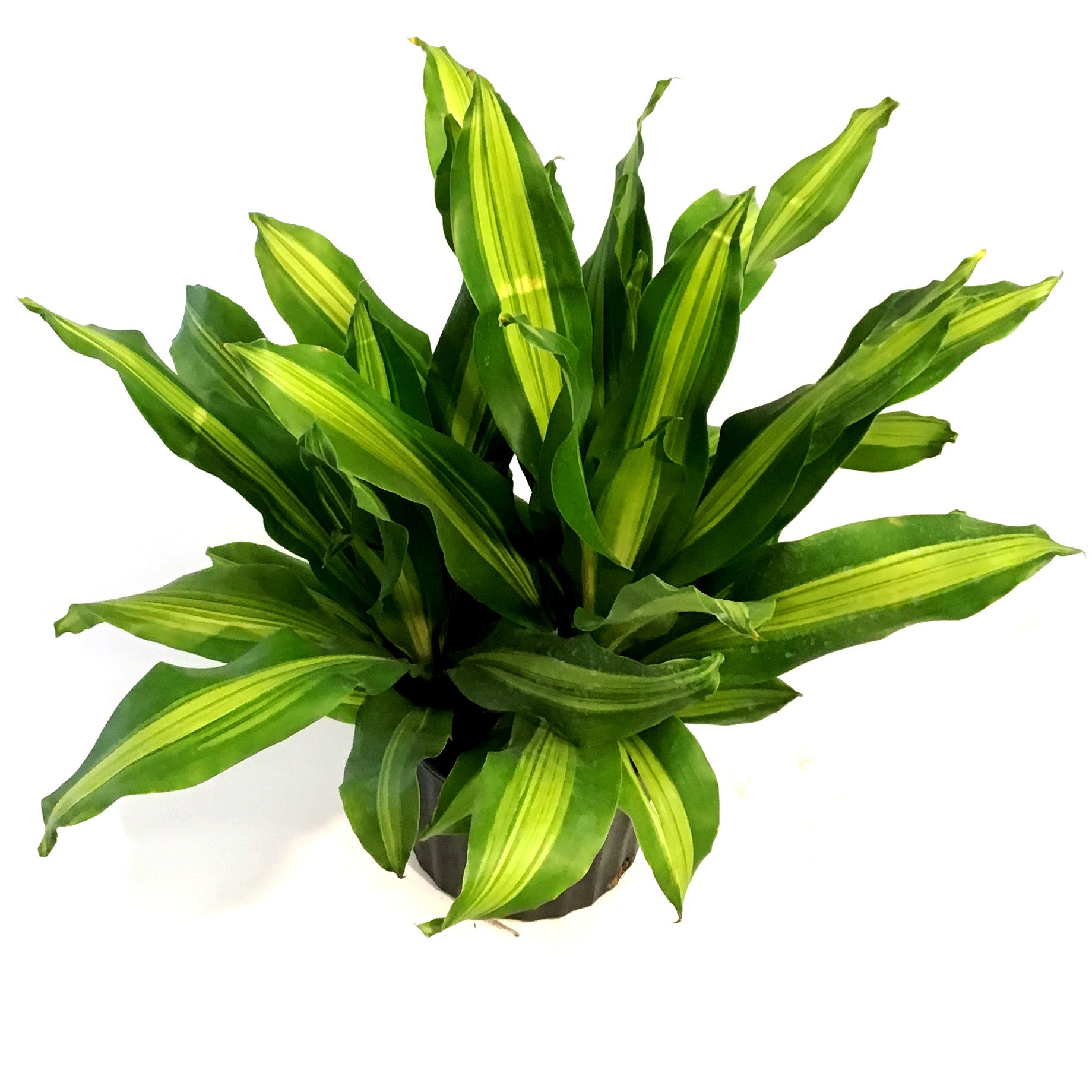caramel marble philodendron price philippines Philodendron Caramel Marble, rare Philodendron, exclusive houseplant,  variegated Philodendron, tropical plant, high-end indoor plant, collector's  item, Casa Botanica – Casa Botanica main image 1