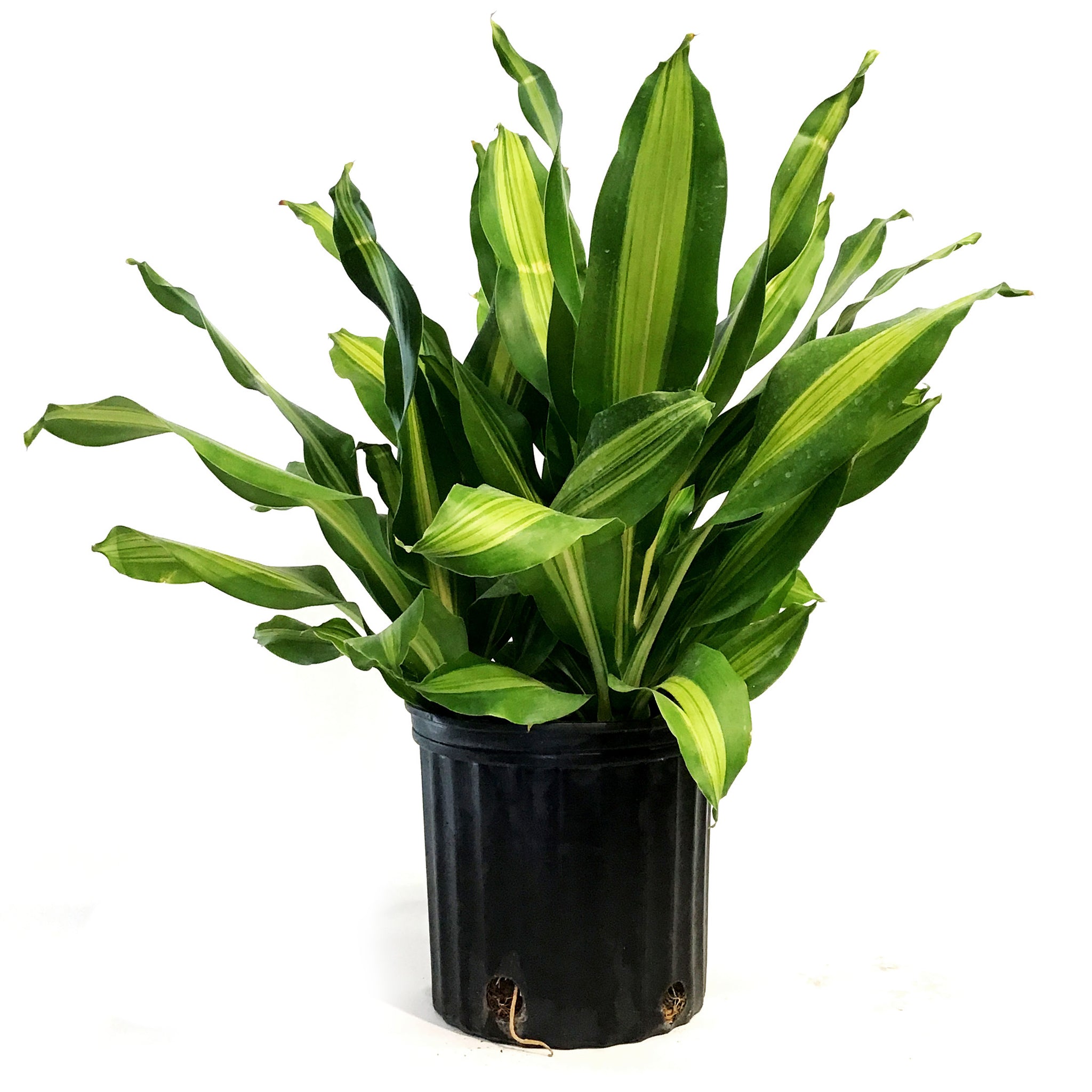 dracaena mass marley Dracaena, 10in, Marley – Floral Acres Greenhouse & Garden Centre