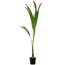 Load image into Gallery viewer, Palm, 8in, Coconut, Green Malayan Dwarf
