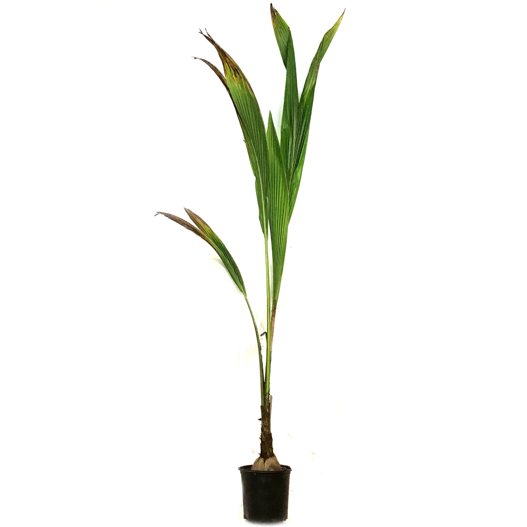 Palm, 8in, Coconut, Green Malayan Dwarf