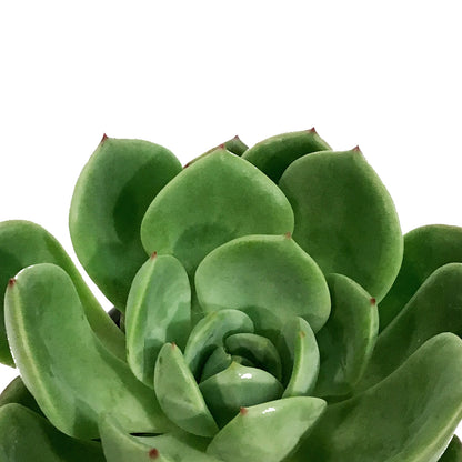 Succulent, 3.5in, Echeveria Salmon