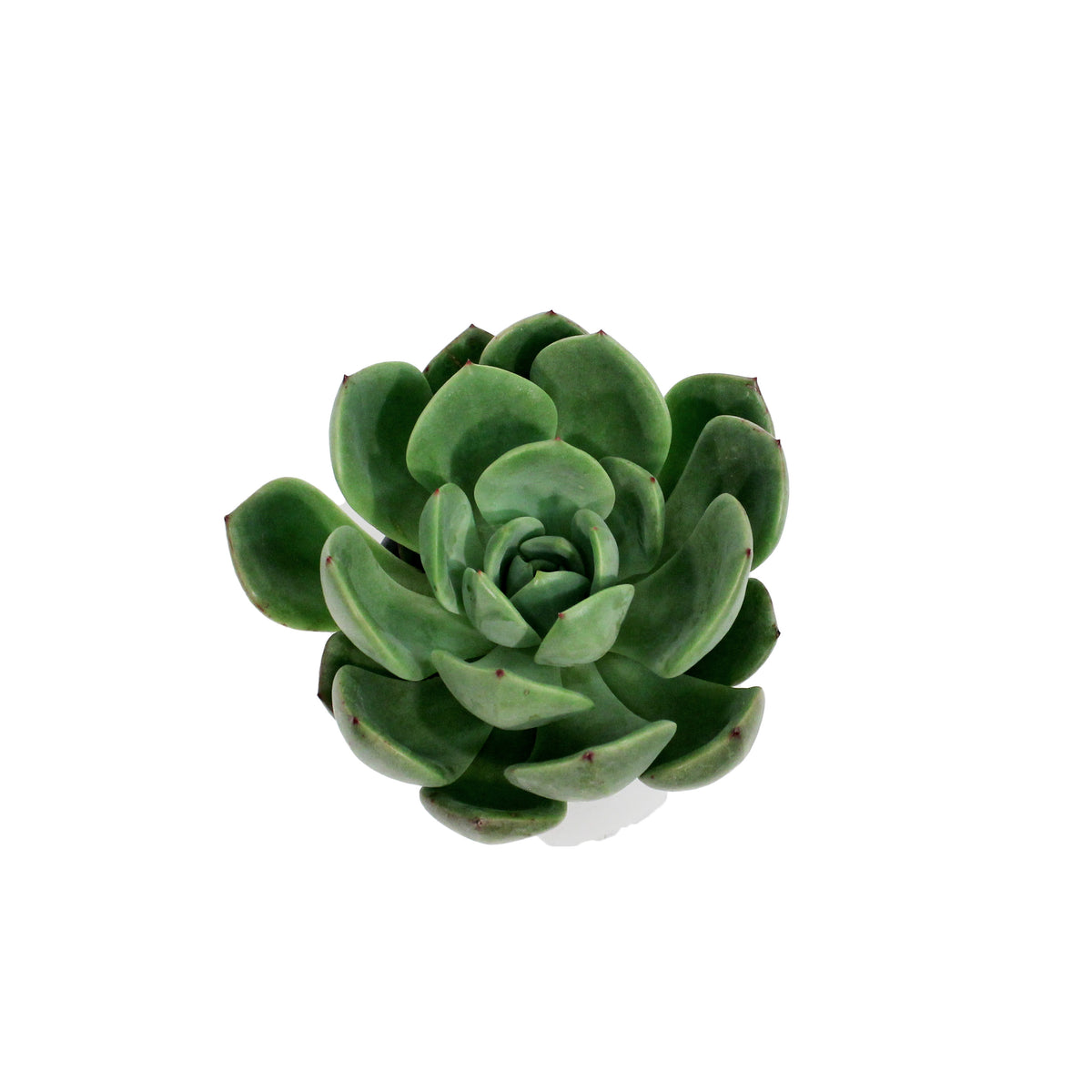 Succulent, 3.5in, Echeveria Salmon