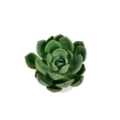Succulent, 3.5in, Echeveria Salmon