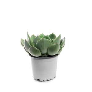 Succulent, 3.5in, Echeveria Salmon