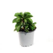 Load image into Gallery viewer, Succulent, 3.5in, Peperomia Fire Sparks
