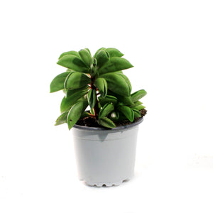 Succulent, 3.5in, Peperomia Fire Sparks