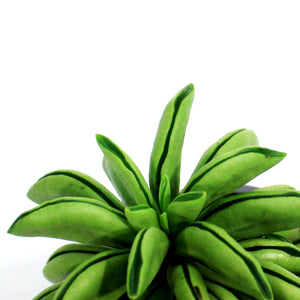 Succulent, 3.5in, Peperomia Fire Sparks