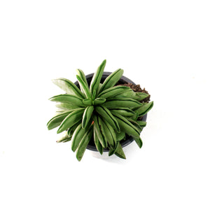 Succulent, 3.5in, Peperomia Fire Sparks