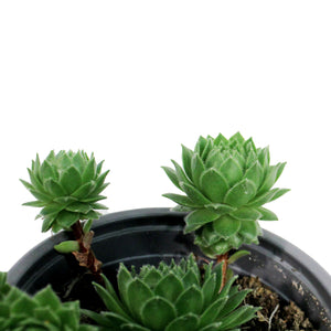 Succulent, 3.5in, Sempervivum Green Wheel