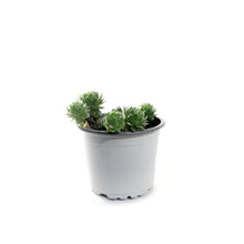 Load image into Gallery viewer, Succulent, 3.5in, Sempervivum Green Wheel
