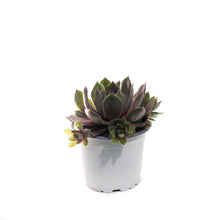 Load image into Gallery viewer, Succulent, 3.5in, Sempervivum Lavender &amp; Old Lace
