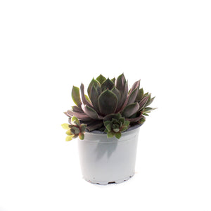 Succulent, 3.5in, Sempervivum Lavender & Old Lace