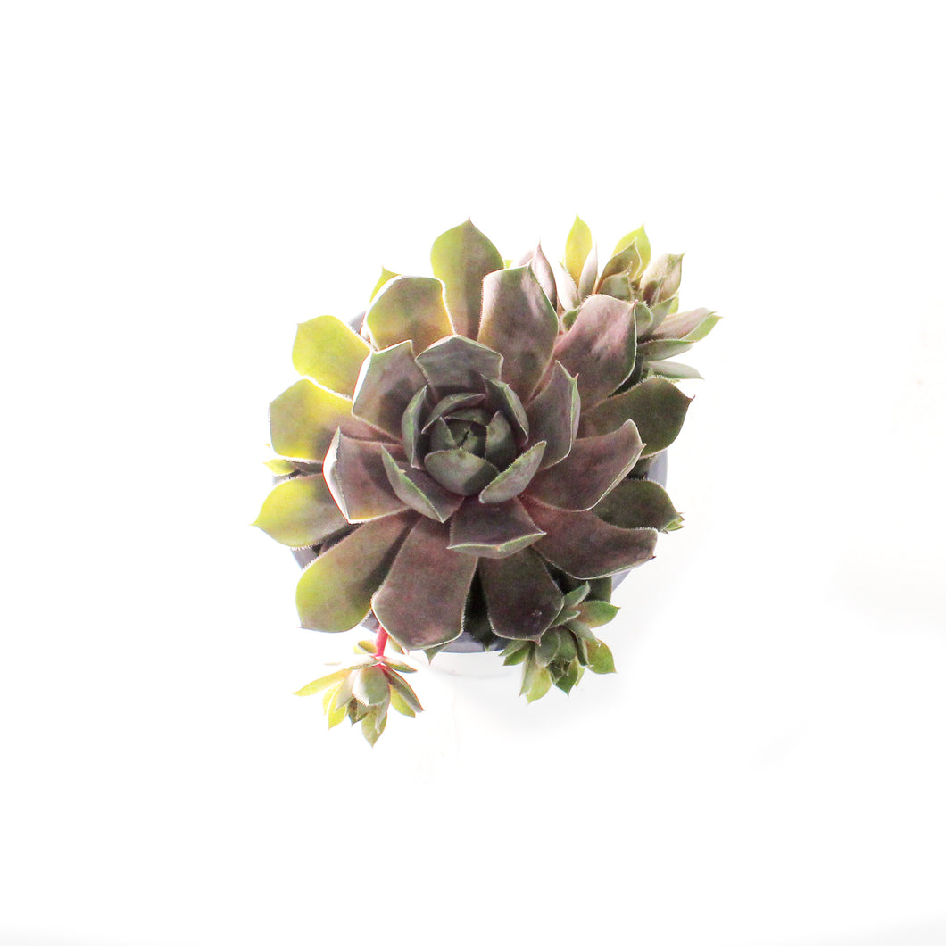 Succulent, 3.5in, Sempervivum Lavender & Old Lace