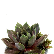 Load image into Gallery viewer, Succulent, 3.5in, Sempervivum Lavender &amp; Old Lace
