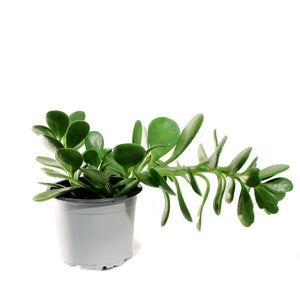 Succulent, 3.5in, Senecio Trailing Jade