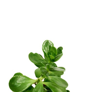 Succulent, 3.5in, Senecio Trailing Jade