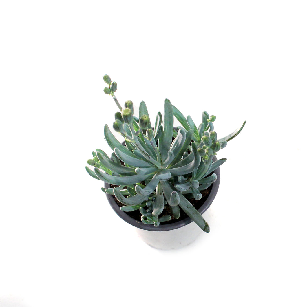 Succulent, 3.5in, Senecio Mini Blue