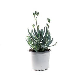 Succulent, 3.5in, Senecio Mini Blue