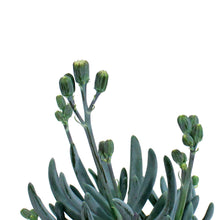 Load image into Gallery viewer, Succulent, 3.5in, Senecio Mini Blue
