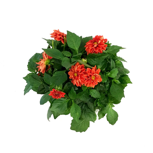 Annual, 6in, Dahlia
