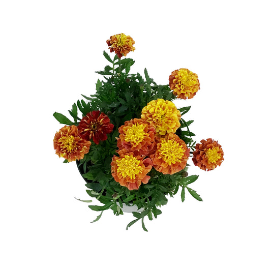 Annual, 6in, Marigold