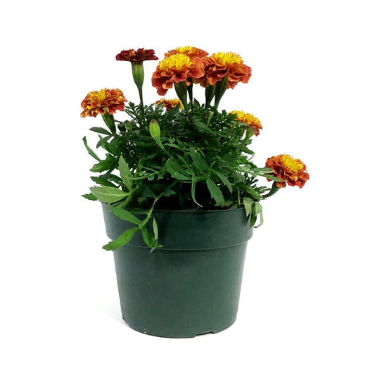 Annual, 6in, Marigold