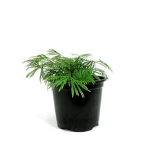 Load image into Gallery viewer, Fern, 4.5in, Eyelash

