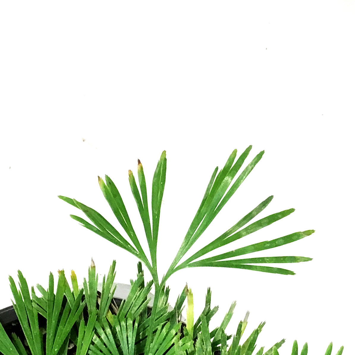 Fern, 4.5in, Eyelash