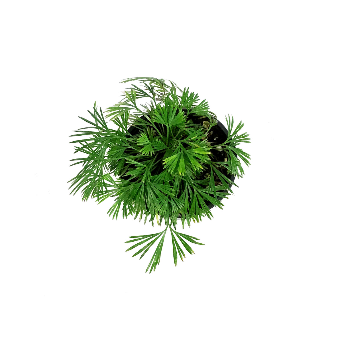 Fern, 4.5in, Eyelash