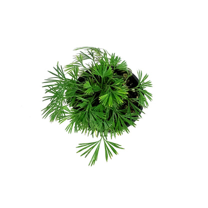Fern, 4.5in, Eyelash
