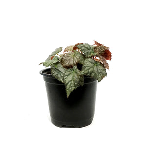 Begonia, 4.5in, Pink Surprise