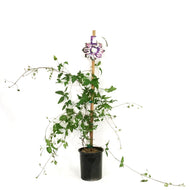Clematis, 1 gal, Taiga