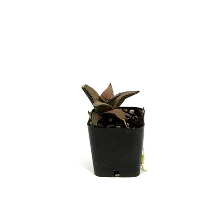 Haworthia, 2in, Tessellata